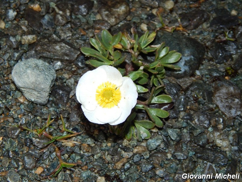 Ranunculus glacialis